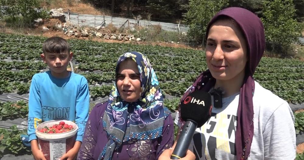 Depremzede kadınlar devlet desteğiyle çilek bahçesi kurdu